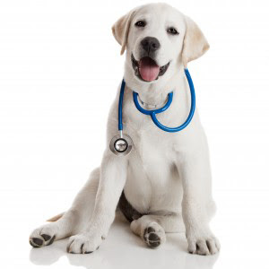 puppy doctor all about dogs vaccinations puppy doctor all about dogs vaccinations