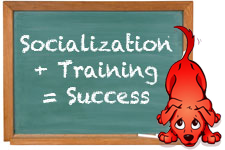 Socialization + Training = Success